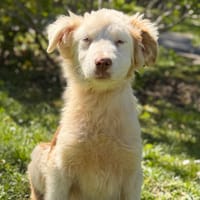 Achille CAA15038, chien à adopter