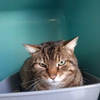 BOUBOULE, chat à adopter