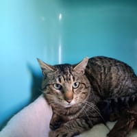 BOOM, chat à adopter