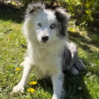 Alaska CAA15042, chienne à adopter