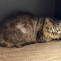 Coquelicot CAB5366, chatte à adopter