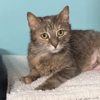 Aline CAB5365, chatte à adopter