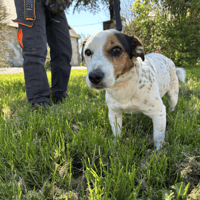 PACO, chien à adopter