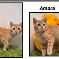 AMORA (Réservée), chatte à adopter
