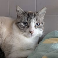 ELY, chatte à adopter