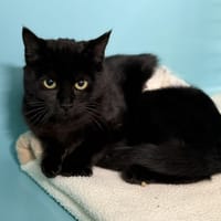 Claire CAB5367, chatte à adopter