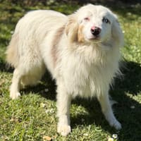 Bianca CAA15043, chienne à adopter