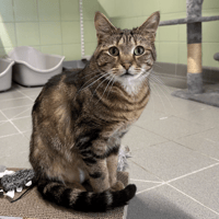 PIPIN, chat à adopter