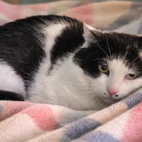 Pitchoune, chat à adopter