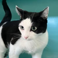 Mimi, chatte à adopter