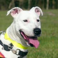 IRIS, chienne à adopter