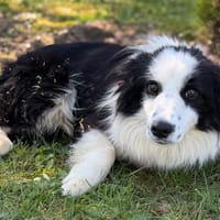 Velvet CAA15040, chien à adopter