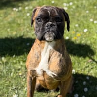 Atos CAA15045, chien à adopter