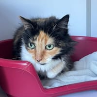 Elena, chatte à adopter