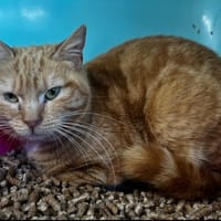Faya [FIV+], chatte à adopter
