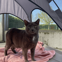 VELVET, chat à adopter