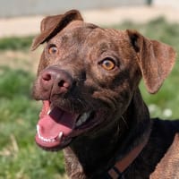 Billy, chien à adopter