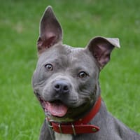 LOME CHAO, chienne à adopter