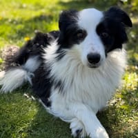 Voyou CAA15039, chien à adopter