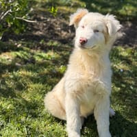 Agathe CAA15037, chienne à adopter