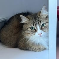 Mega, chatte à adopter