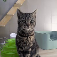 DOUCE, chatte à adopter