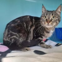 LEA, chatte à adopter