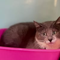 Florette [FelV+], chatte à adopter