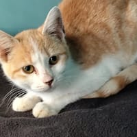 Manza, chatte à adopter
