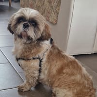 Pécan, chien à adopter