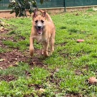 ALF (réservé), chien à adopter