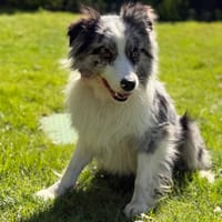 Volcan CAA15044, chien à adopter