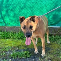 bump, chien à adopter