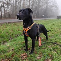 ZEYTIN VAA, chienne à adopter