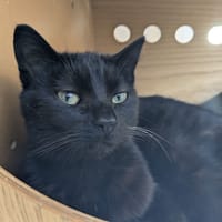 JOLY, chatte à adopter