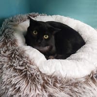 KITKAT, chatte à adopter