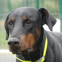 UROSLAV, chien à adopter