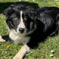 Atchoum CAA15035, chien à adopter