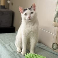 Isaac CAB5393, chat à adopter