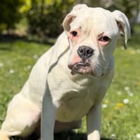 Avana CAA15046, chienne à adopter