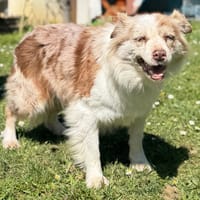 Malefik CAA15041, chienne à adopter