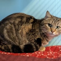 BAMBOO, chat à adopter