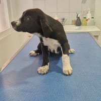 GRENADE, chienne à adopter