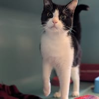 TIMON, chat à adopter