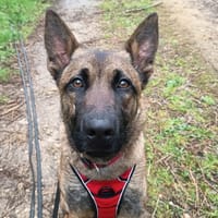 Vahiné, chienne à adopter