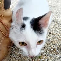 HAKI (réservé), chat à adopter