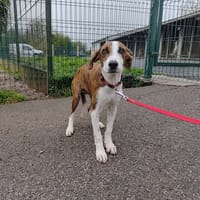 twix, chien à adopter