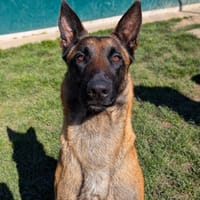 HELIA, chienne à adopter