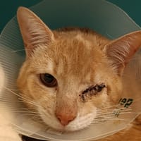 Myfouend, chat à adopter