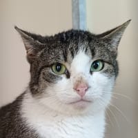 Neypale, chat à adopter